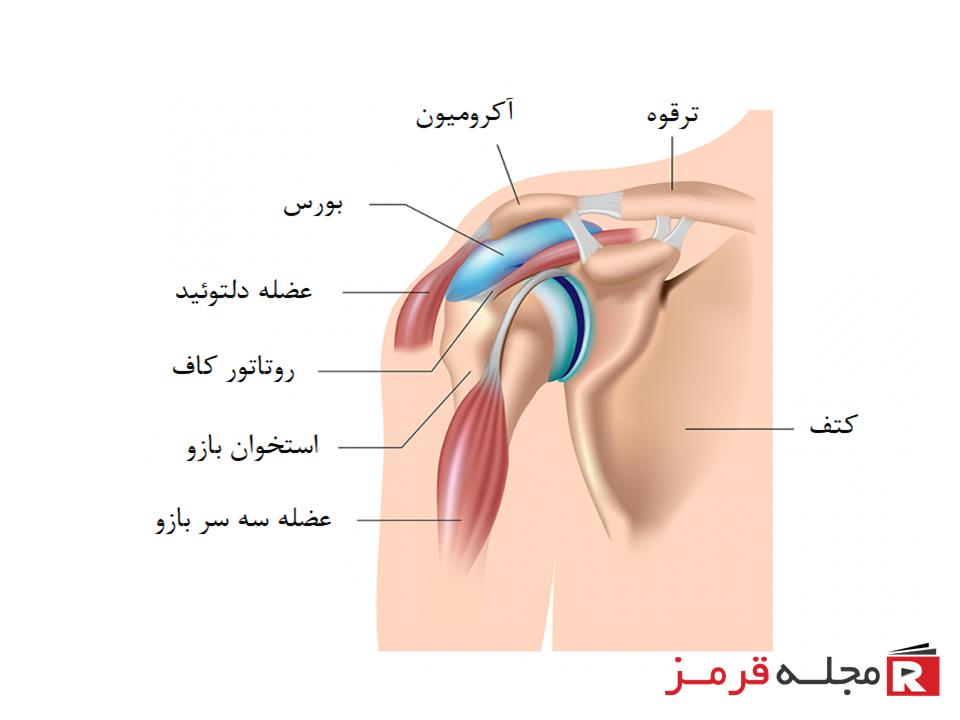 بورسیت شانه