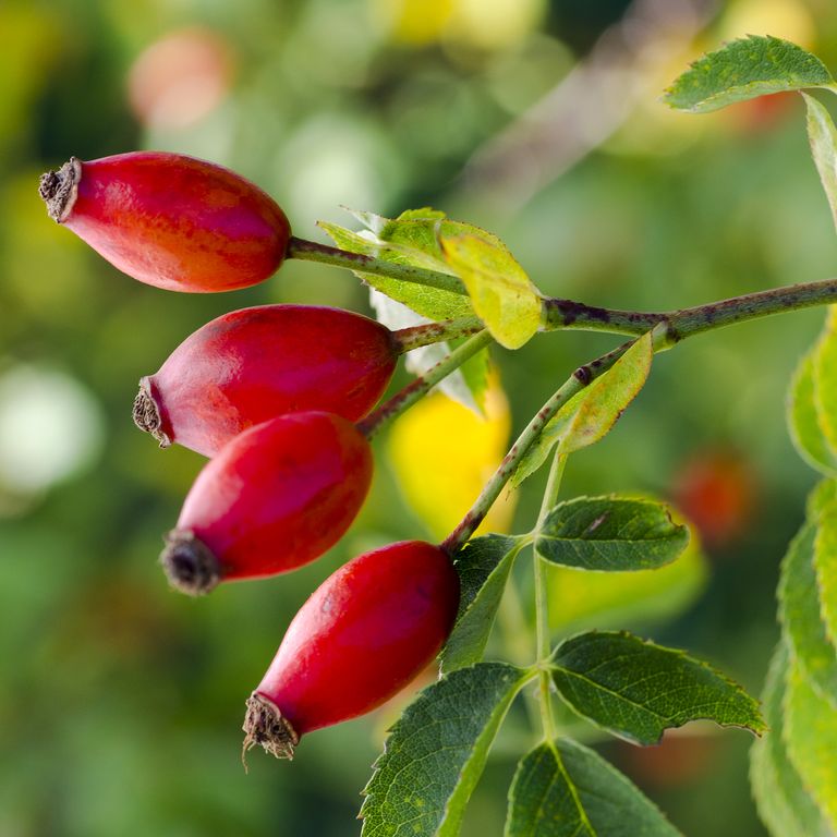 روغن میوه نسترن